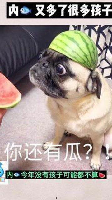 娱乐是个圈吃瓜群众散,吃瓜群众散生记 第1张 娱乐是个圈吃瓜群众散,吃瓜群众散生记 第1张