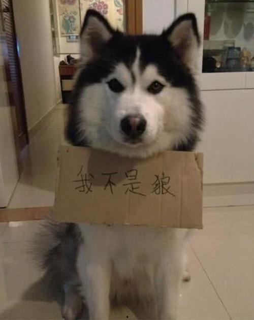 娱乐吃瓜酱哈士奇不拆家,揭秘如何驯服“拆家小能手”