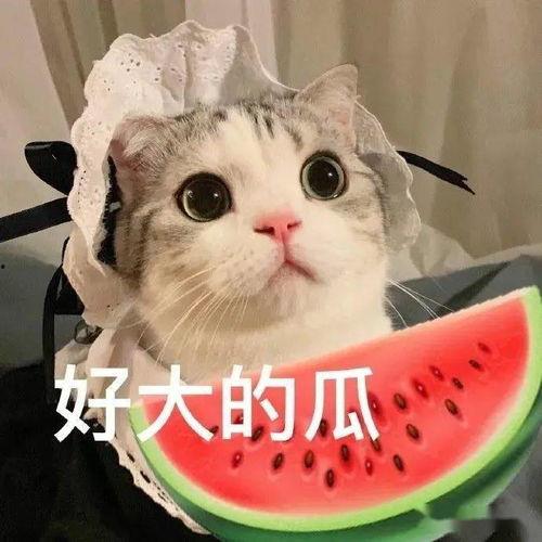 娱乐吃瓜猫张一张,揭秘娱乐圈背后的那些事儿