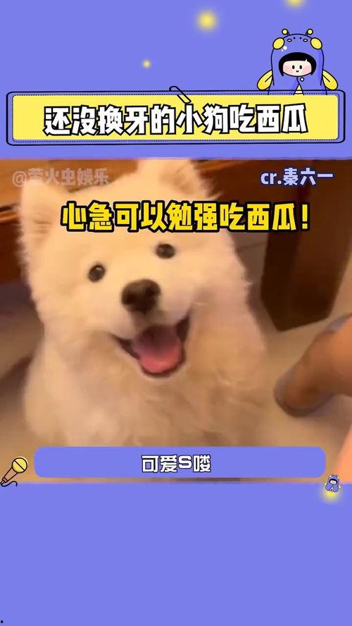 娱乐吃瓜酱人被狗撞,娱乐吃瓜酱人遭遇意外，网友热议