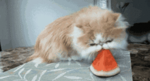 娱乐吃瓜酱猫妈妈视频下载,揭秘萌宠日常 第2张 娱乐吃瓜酱猫妈妈视频下载,揭秘萌宠日常 第2张