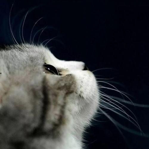 娱乐吃瓜小猫咪视频大全,盘点全网最火的吃瓜小猫咪视频合集 第3张 娱乐吃瓜小猫咪视频大全,盘点全网最火的吃瓜小猫咪视频合集 第3张
