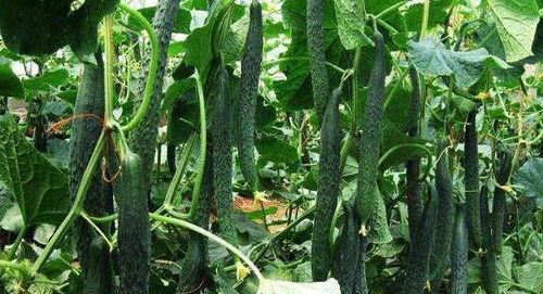 一枝花娱乐吃瓜,揭秘娱乐圈吃瓜背后的真相  第2张