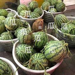 这几年吃的娱乐瓜叫什么,盘点近年热门娱乐瓜  第3张