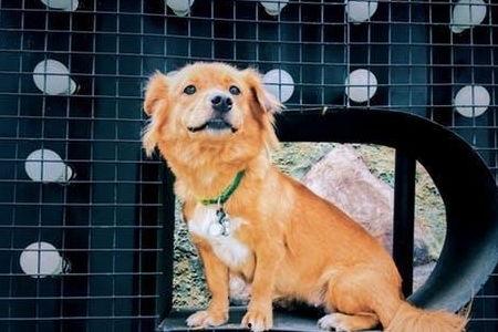 娱乐吃瓜酱最幸福的狗狗,揭秘最幸福的狗狗生活  第2张