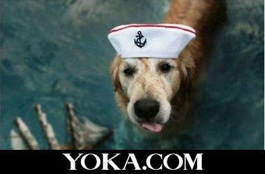 娱乐吃瓜酱最幸福的狗狗,揭秘最幸福的狗狗生活  第3张