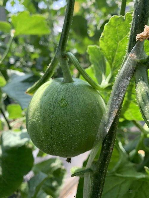 吃瓜娱乐封面怎么做的,吃瓜娱乐封面制作背后的秘密与技巧  第2张