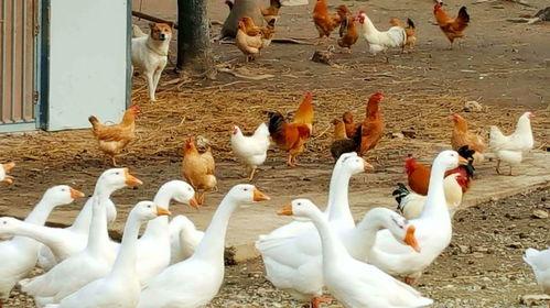 八鹅吃瓜菌娱乐圈,娱乐圈风云录  第2张