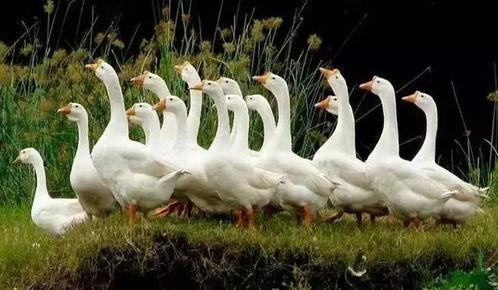 八鹅吃瓜菌娱乐圈,娱乐圈风云录  第3张