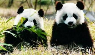娱乐吃瓜酱大熊猫生气,萌态十足吃瓜酱娱乐 第2张 娱乐吃瓜酱大熊猫生气,萌态十足吃瓜酱娱乐 第2张