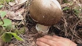 娱乐吃瓜酱野生字幕菌,揭秘娱乐圈421文件背后的神秘世界