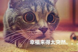 猫猫永不为奴娱乐吃瓜酱,娱乐吃瓜界的逆袭传奇
