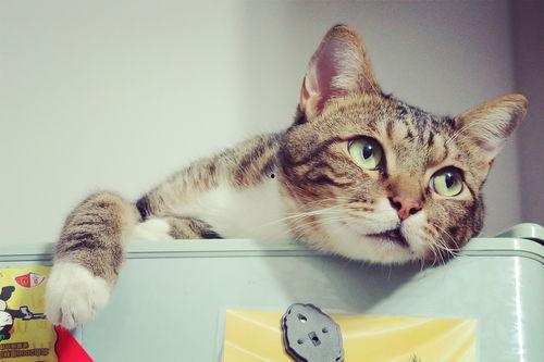 猫猫永不为奴娱乐吃瓜酱,娱乐吃瓜界的逆袭传奇 第3张 猫猫永不为奴娱乐吃瓜酱,娱乐吃瓜界的逆袭传奇 第3张