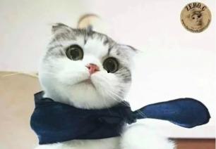 娱乐吃瓜君折耳猫坐姿,娱乐吃瓜君的萌态瞬间 第3张 娱乐吃瓜君折耳猫坐姿,娱乐吃瓜君的萌态瞬间 第3张