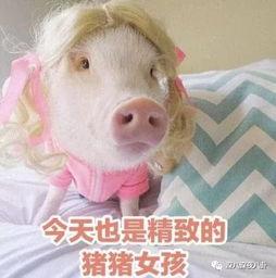 肥猪猪的日常娱乐吃瓜酱,娱乐酱的趣味生活点滴 第1张 肥猪猪的日常娱乐吃瓜酱,娱乐酱的趣味生活点滴 第1张