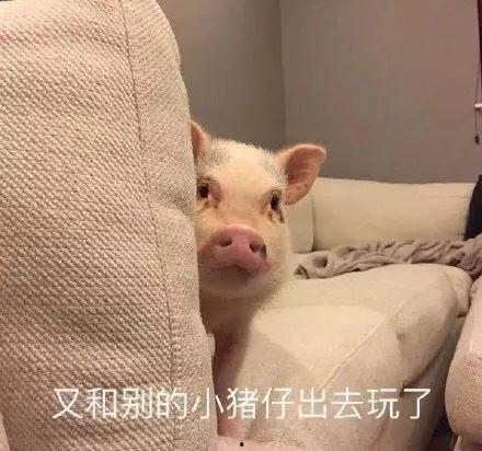 肥猪猪的日常娱乐吃瓜酱,娱乐酱的趣味生活点滴 第2张 肥猪猪的日常娱乐吃瓜酱,娱乐酱的趣味生活点滴 第2张