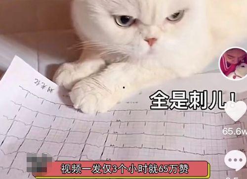娱乐吃瓜君说刘二豆,娱乐吃瓜君揭秘娱乐圈新宠 第2张 娱乐吃瓜君说刘二豆,娱乐吃瓜君揭秘娱乐圈新宠 第2张