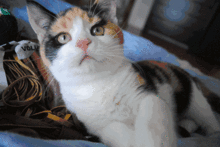娱乐吃瓜酱三花猫的魅力,娱乐吃瓜酱的喵星人风采  第1张