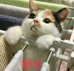 娱乐吃瓜酱三花猫的魅力,娱乐吃瓜酱的喵星人风采  第2张